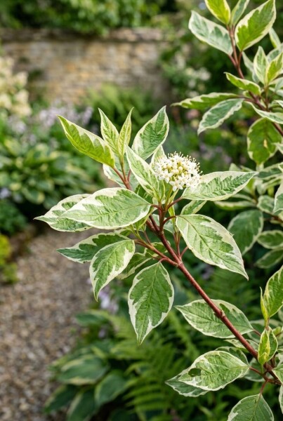 Cornus alba 'Elegantissima'