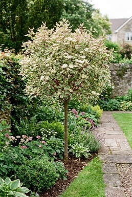Cornus alba 'Miracle' Halbstamm