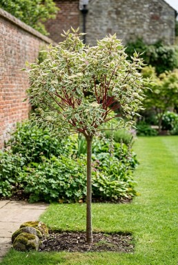 Cornus alba 'Miracle' Halbstamm