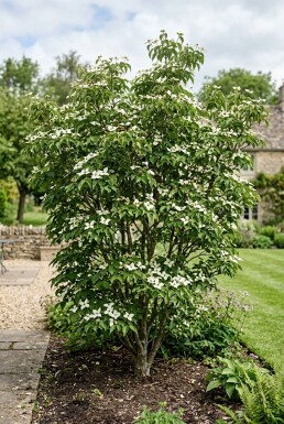 Cornus kousa 'Teutonia' Strauch