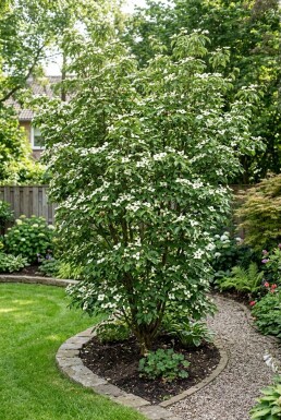 Cornus kousa 'Teutonia' Strauch