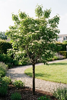 Cornus sanguinea 'Midwinter Fire' Halbstamm