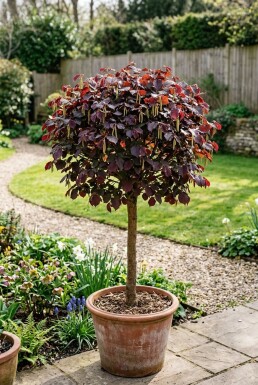 Corylus avellana 'Anny's Red Dwarf' auf Stamm