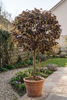 Corylus avellana 'Anny's Red Dwarf' auf Stamm