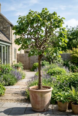 Corylus avellana 'Contorta' auf Stamm