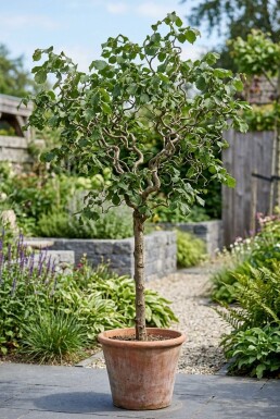 Corylus avellana 'Contorta' auf Stamm