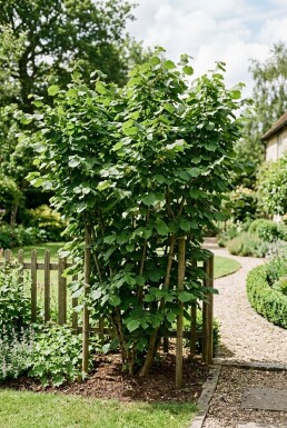 Corylus avellana 'Cosford' Tragbügel