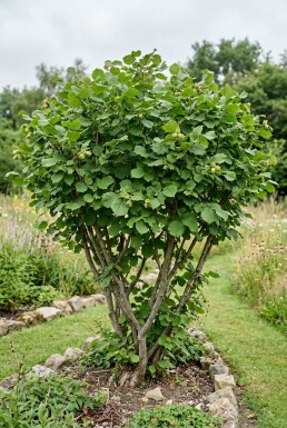 Corylus avellana 'Halle'sche Riesennuss' Tragebügel