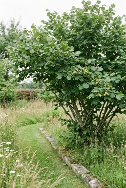 Corylus avellana 'Halle'sche Riesennuss' Tragebügel