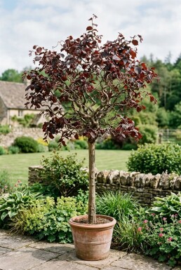 Corylus avellana 'Red Majestic' auf Stamm