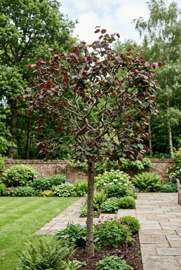 Corylus avellana 'Red Majestic' auf Stamm