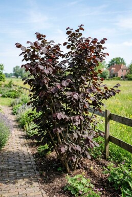 Corylus avellana 'Roter Zeller' Tragbfcgel