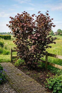 Corylus avellana 'Roter Zeller' Tragbfcgel