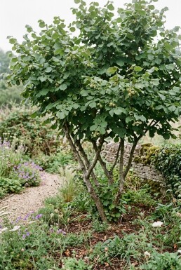 Corylus avellana 'Webb's Prize Cob' Tragbügel