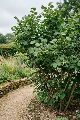 Corylus avellana 'Webb's Prize Cob' Tragbügel