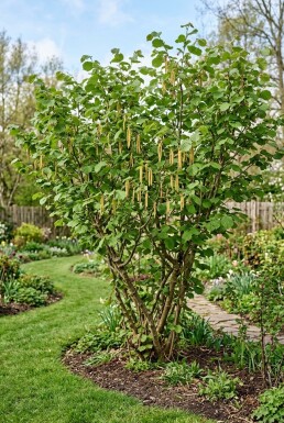 Corylus avellana 'Webb's Prize Cob' Strauch