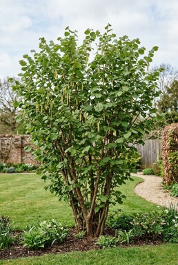 Corylus avellana 'Webb's Prize Cob' Strauch