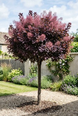 Cotinus coggygria 'Royal Purple' Halbstamm