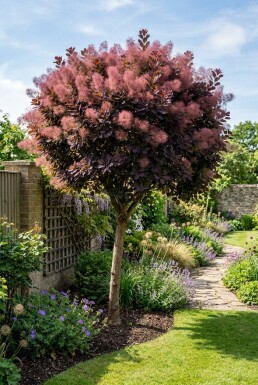 Cotinus coggygria 'Royal Purple' Halbstamm