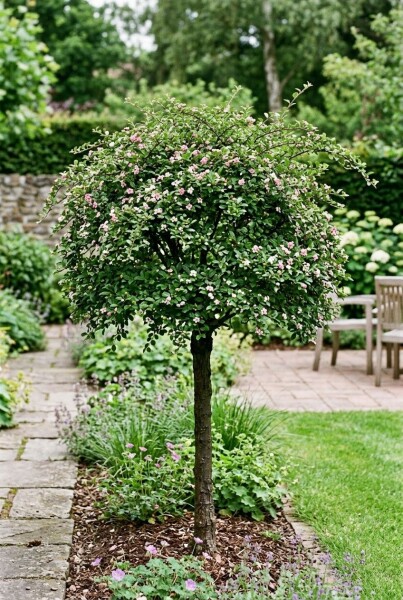 Cotoneaster apiculatus 'Blackburn' Halbstamm