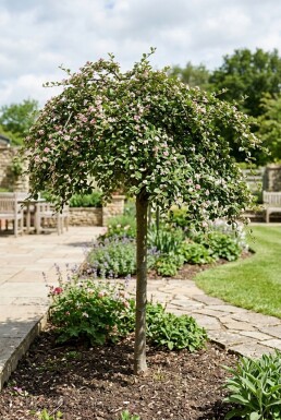 Cotoneaster apiculatus 'Blackburn' Halbstamm