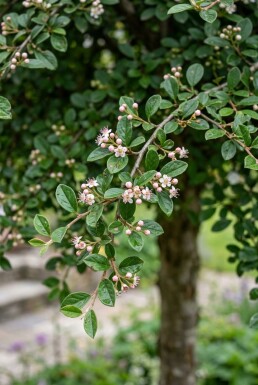 Cotoneaster apiculatus 'Blackburn' Halbstamm