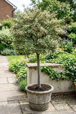 Cotoneaster atropurpureus 'Variegatus' auf Stamm