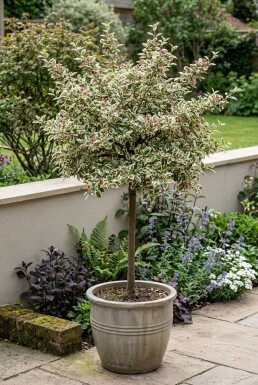 Cotoneaster atropurpureus 'Variegatus' auf Stamm