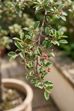 Cotoneaster atropurpureus 'Variegatus' auf Stamm