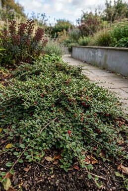 Cotoneaster dammeri 'Major'