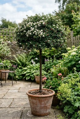 Cotoneaster dammeri 'Major' Aufstamm