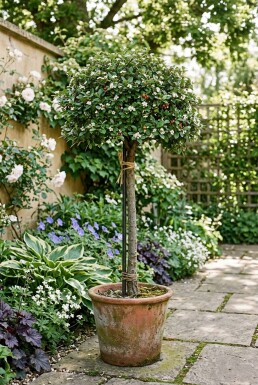 Cotoneaster dammeri 'Major' Aufstamm