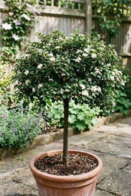Cotoneaster dammeri 'Namsham' auf Stamm
