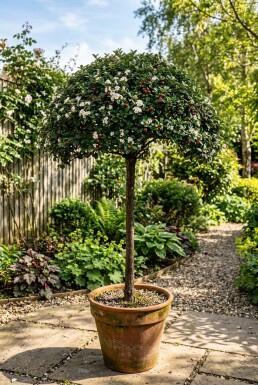 Cotoneaster dammeri 'Namsham' auf Stamm