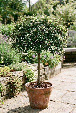 Cotoneaster dammeri 'Streibs Findling' auf Stamm