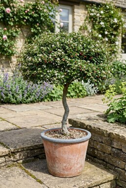 Cotoneaster dammeri 'Streibs Findling' auf Stamm