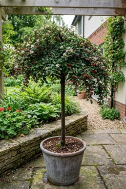 Cotoneaster dammeri 'Winter Jewel' Stamm