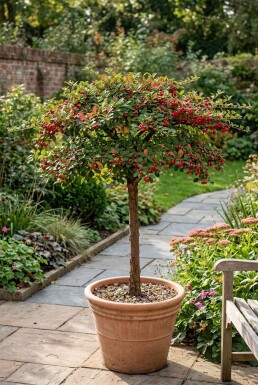 Cotoneaster horizontalis Hochstamm