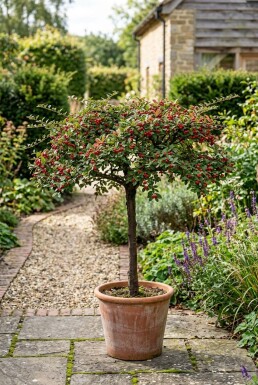 Cotoneaster horizontalis Hochstamm