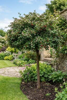 Cotoneaster nanshan 'Boer' Halbstamm