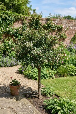Cotoneaster nanshan 'Boer' Halbstamm