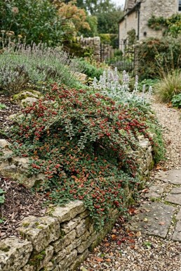 Cotoneaster horizontalis