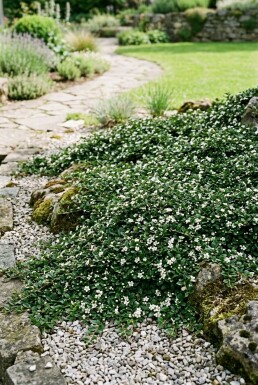 Cotoneaster procumbens 'Queen of Carpets'