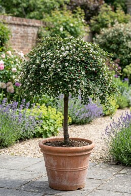Cotoneaster procumbens 'Queen of Carpets' Stamm