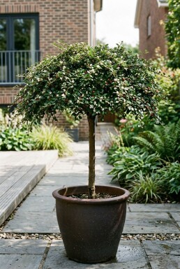 Cotoneaster procumbens 'Queen of Carpets' Stamm