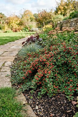Cotoneaster suecicus 'Coral Beauty'