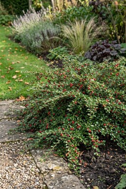 Cotoneaster suecicus 'Coral Beauty'