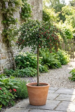 Cotoneaster suecicus 'Coral Beauty' auf Stamm
