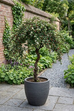 Cotoneaster suecicus 'Coral Beauty' auf Stamm