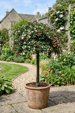 Cotoneaster suecicus 'Coral Beauty' Halbstamm